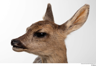 Deer doe head 0004.jpg